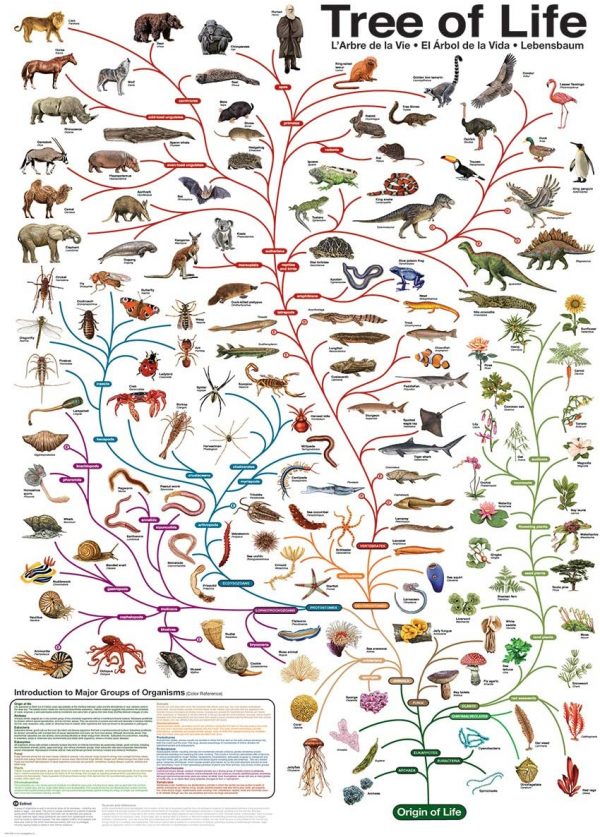 Rompecabezas árbol de la vida - Imagen 2