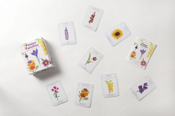 Flower Families: - Imagen 3