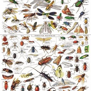 Rompecabezas de insectos