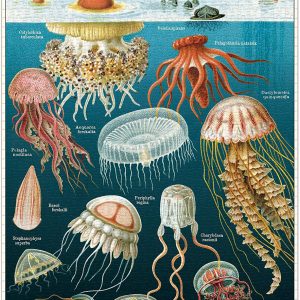 Rompecabezas de medusas