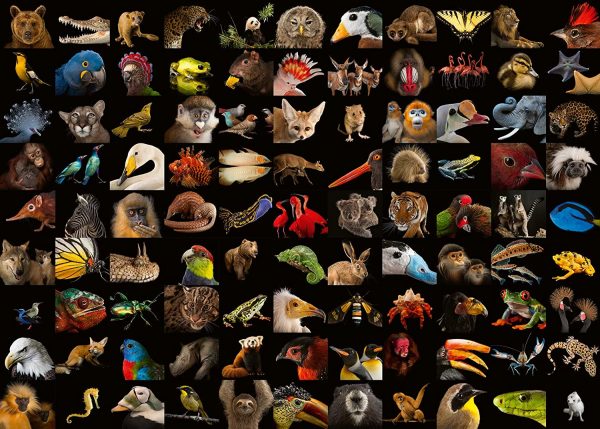 Rompecabezas National Geographic animales - Imagen 2