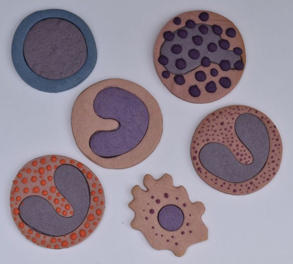 galletas de ciencia