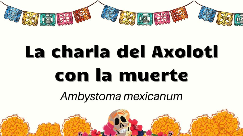 calaverita del axolote